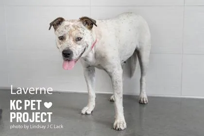 An adult large-sized female White / Cream Mixed Breed dog named Laverne for adoption in Kansas City, MO