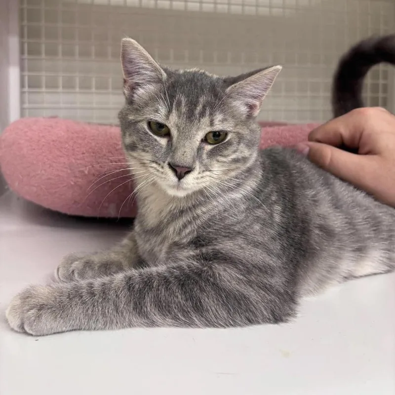 A baby medium-sized female Tabby (Gray / Blue / Silver) Domestic Short Hair cat named Dusty Rose for adoption in Beulaville, NC