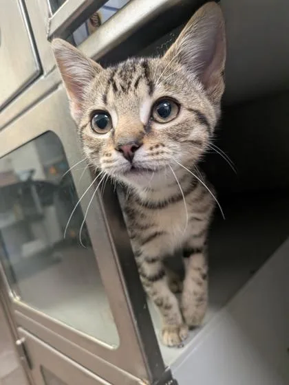 A baby small-sized male Domestic Short Hair cat named Odie for adoption in Louisburg, NC