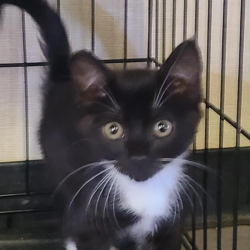 A baby small-sized female Black Domestic Short Hair cat named Atlanna for adoption in Hemet, CA