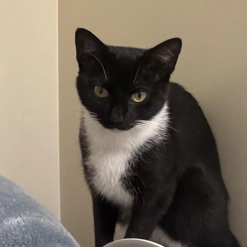 A young medium-sized female Black & White / Tuxedo Domestic Short Hair cat named Explore Magic for adoption in Richmond, VA