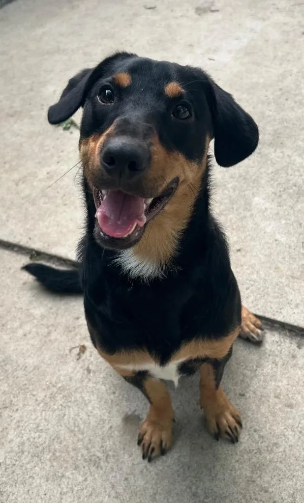 A young medium-sized male Shepherd dog named Braxton for adoption in Huntington, IN