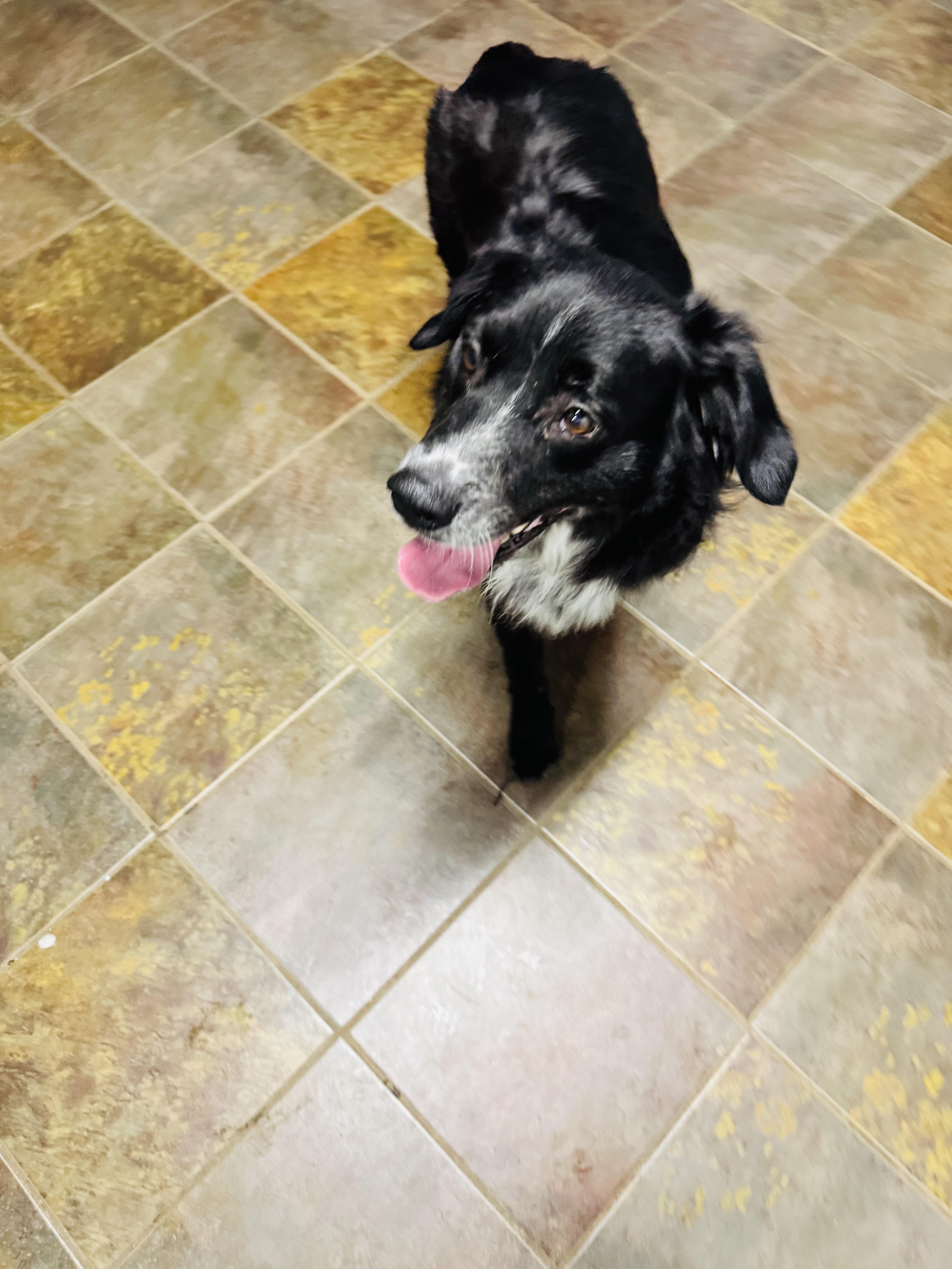 An adult medium-sized male Tricolor (Brown, Black, & White) Australian Shepherd dog named Thunderbolt for adoption in Louisburg, KS