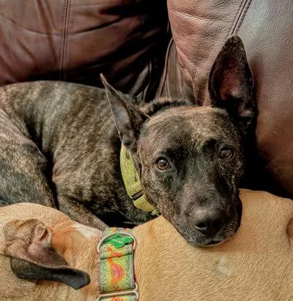 An adult medium-sized female Mixed Breed dog named Birdie for adoption in Atlanta, GA