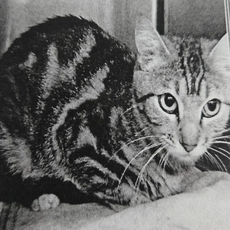 Marmalade