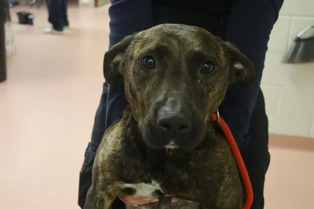 An adult medium-sized female Mixed Breed dog named Bluebell for adoption in Columbia, SC