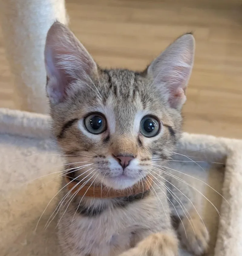 A baby medium-sized male Domestic Short Hair cat named Steve for adoption in Spring, TX