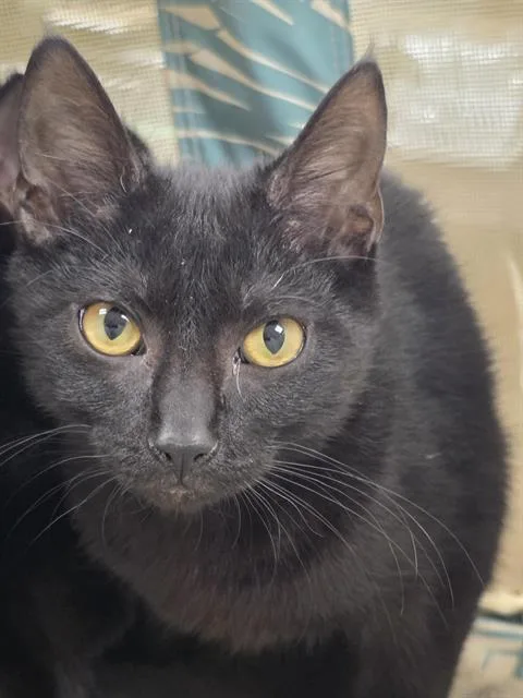 A baby small-sized male Domestic Short Hair cat named Rehoboth for adoption in Aliquippa, PA