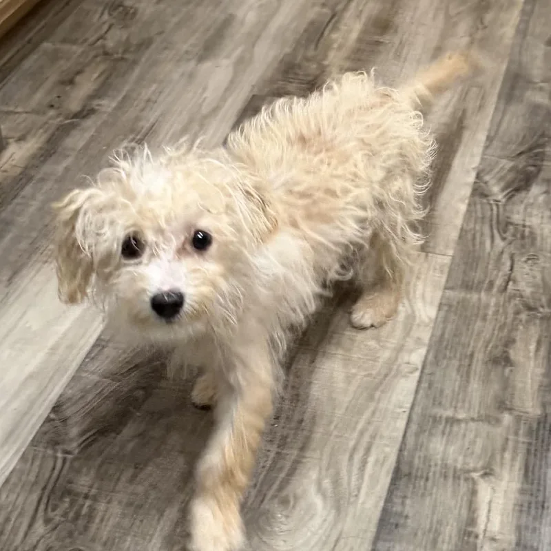 A baby small-sized female White / Cream Miniature Poodle dog named Shambles for adoption in Las Vegas, NV