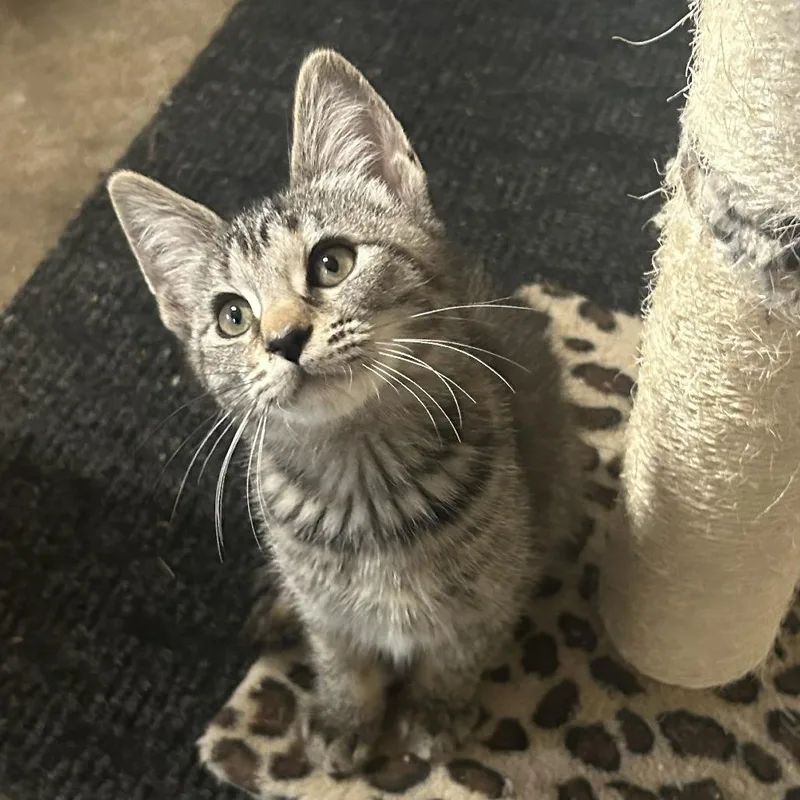A baby small-sized female Gray / Blue / Silver Domestic Short Hair cat named Gertrude for adoption in Shelbyville, IN