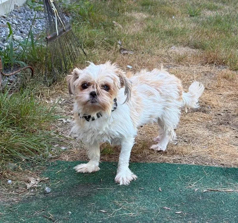 Pudge