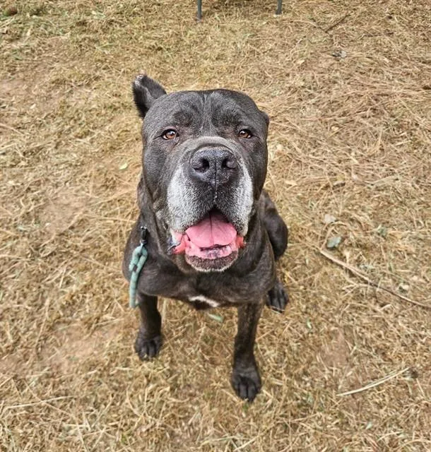 An adult large-sized male Cane Corso dog named Healer for adoption in Sacramento, CA