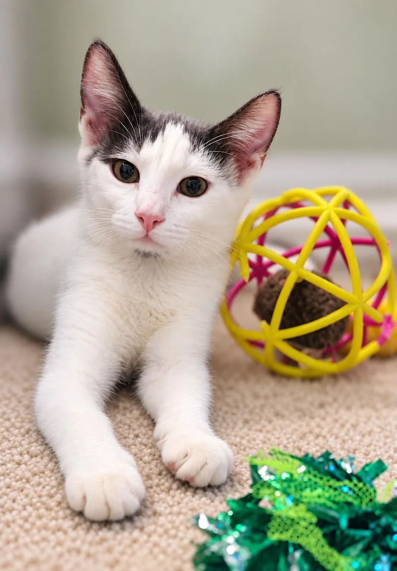 A baby medium-sized female White Domestic Short Hair cat named SoulPatch for adoption in Fresno, CA