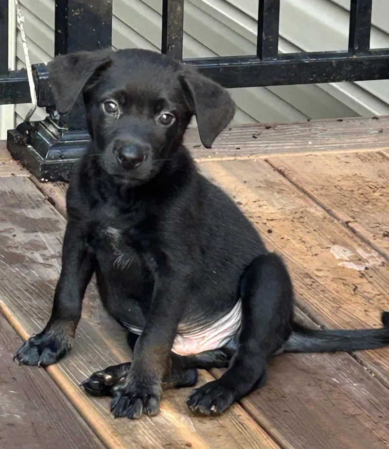 A baby medium-sized male Labrador Retriever dog named Mack for adoption in Barnhart, MO