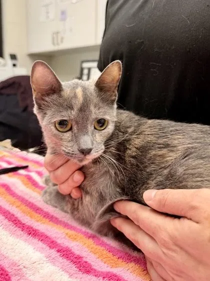 A young small-sized female Domestic Short Hair cat named Abigail for adoption in Athens, GA
