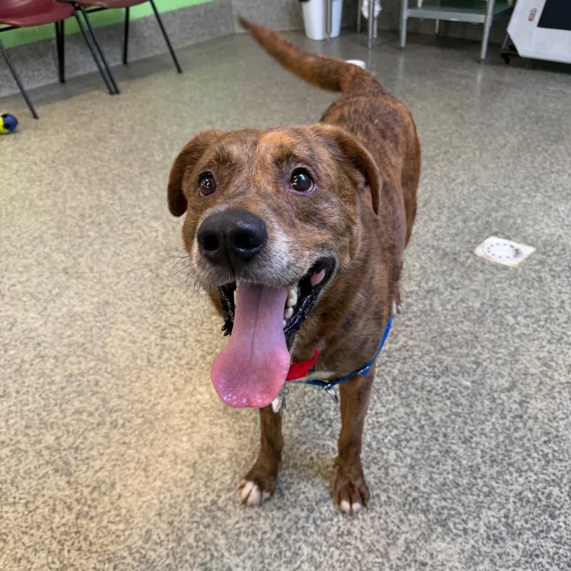 An adult large-sized male Brindle Mountain Cur dog named Anthony for adoption in Falls Church, VA