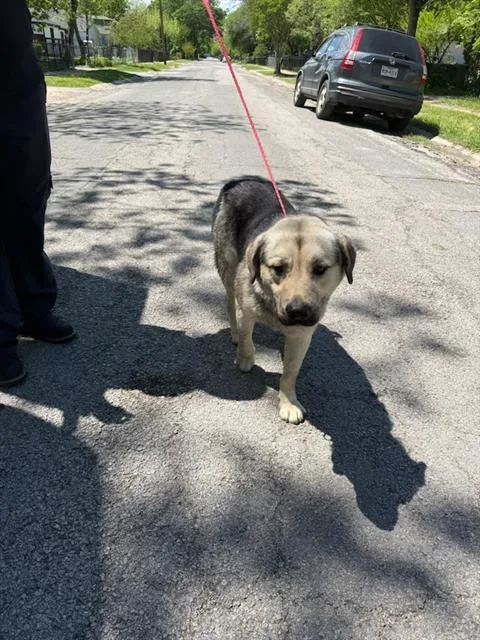 An adult large-sized male Mixed Breed dog named Dojo for adoption in Dallas, TX