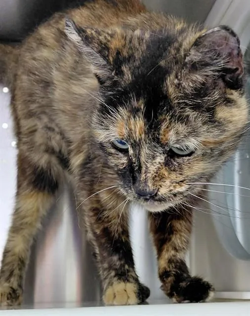 A senior medium-sized female Domestic Short Hair cat named Maple for adoption in Fort Lauderdale, FL