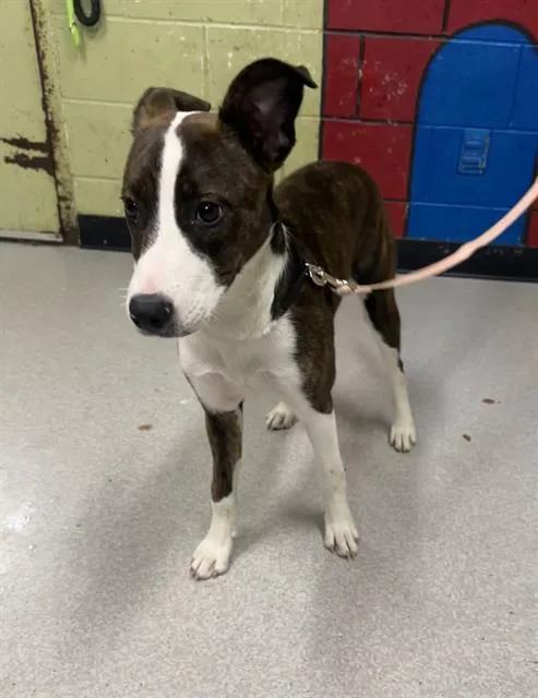 A young small-sized female Plott Hound dog named Skye for adoption in Indianapolis, IN
