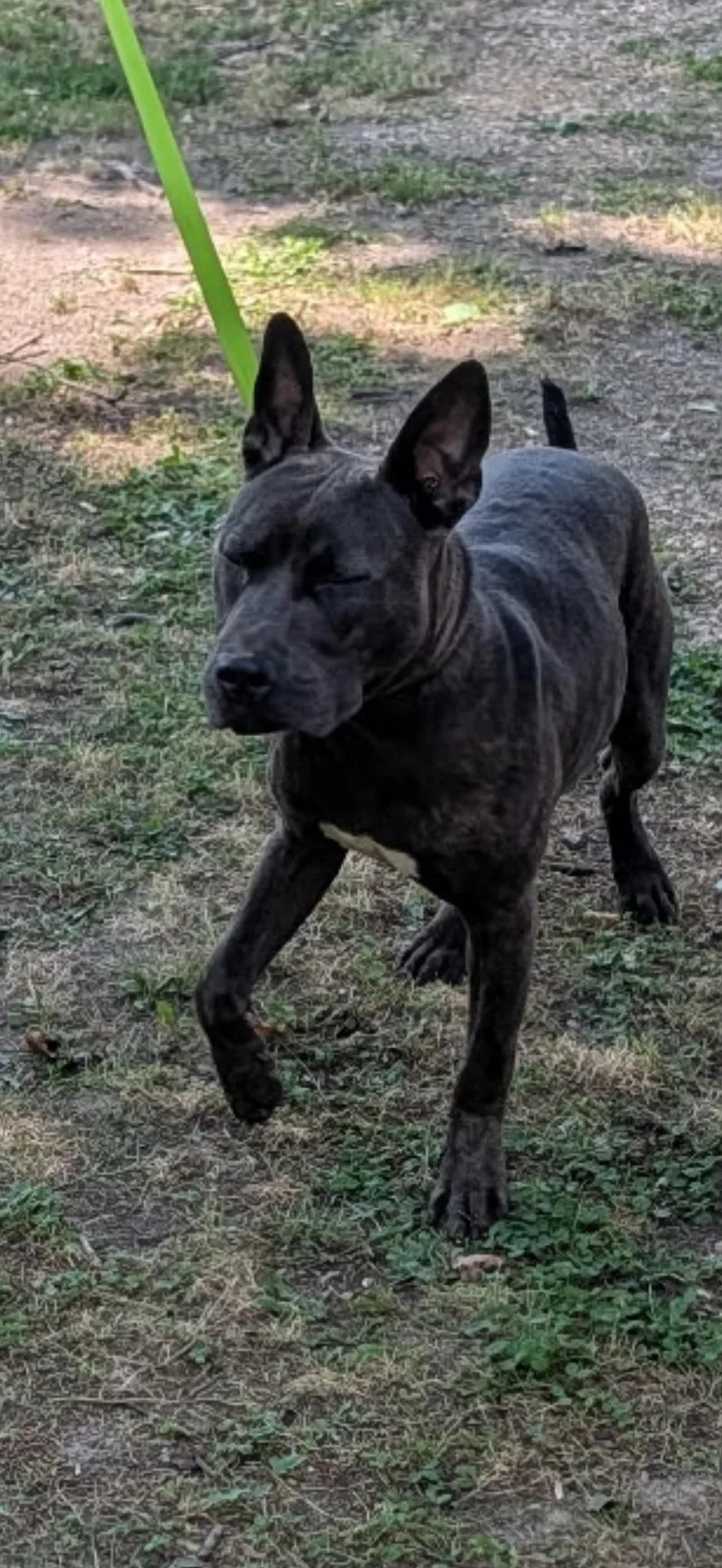 Mano