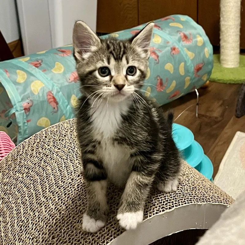 A baby medium-sized female Black Domestic Short Hair cat named Franny for adoption in Jamestown, ND