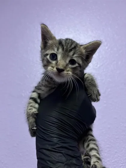 A baby small-sized male White Domestic Short Hair cat named Bucky for adoption in El Paso, TX
