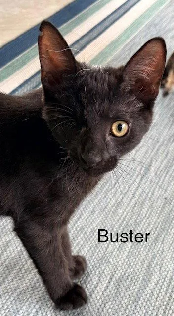 A baby medium-sized male Domestic Short Hair cat named Buster for adoption in Lancaster, PA