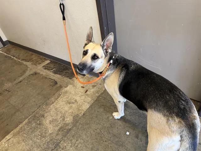 An adult large-sized female German Shepherd Dog dog named Aria for adoption in Ontario, CA