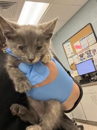 A baby small-sized female Domestic Medium Hair cat named Crackers for adoption in Gastonia, NC