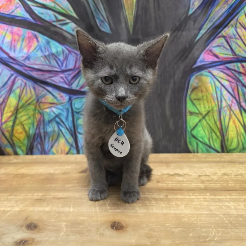 A baby small-sized male Gray / Blue / Silver Domestic Short Hair cat named Escapee for adoption in Normal, IL
