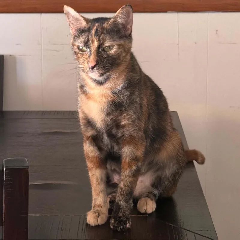 An adult medium-sized female American Shorthair cat named Reba for adoption in mount vernon, AR