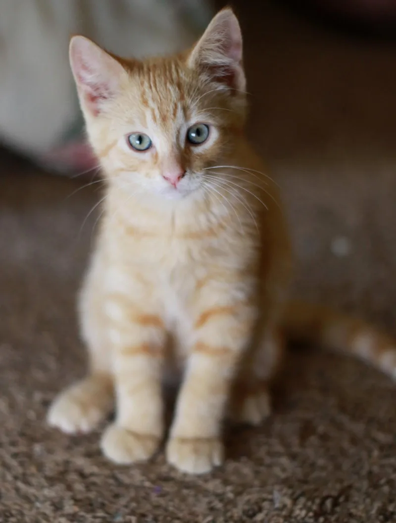 Tigger