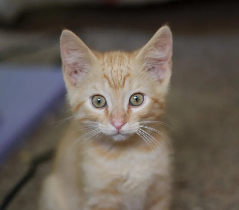 Tigger thumbnail 2