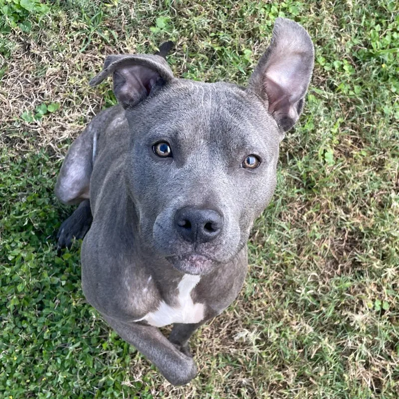 An adult medium-sized female Pit Bull Terrier dog named BellaBlue for adoption in Brenham, TX