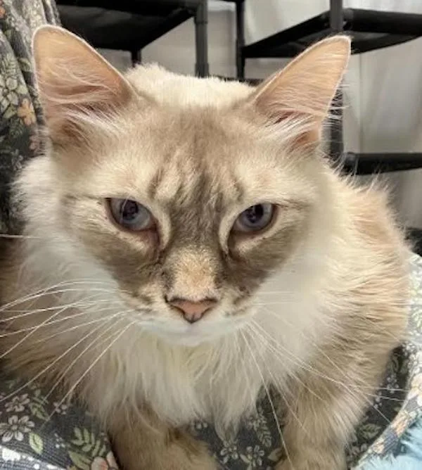 An adult extra large-sized male Lilac Point Ragdoll cat named Bubba for adoption in Madison, WI