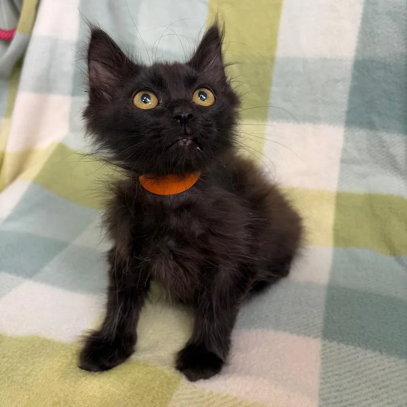 A baby small-sized male Black Domestic Medium Hair cat named Gazpacho for adoption in West Point, MS