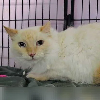 A senior medium-sized male Flame Point Domestic Short Hair cat named Snowy for adoption in Davenport, IA