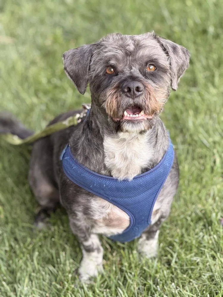 An adult small-sized male Shih Tzu dog named Odie for adoption in Pleasant Hill, CA