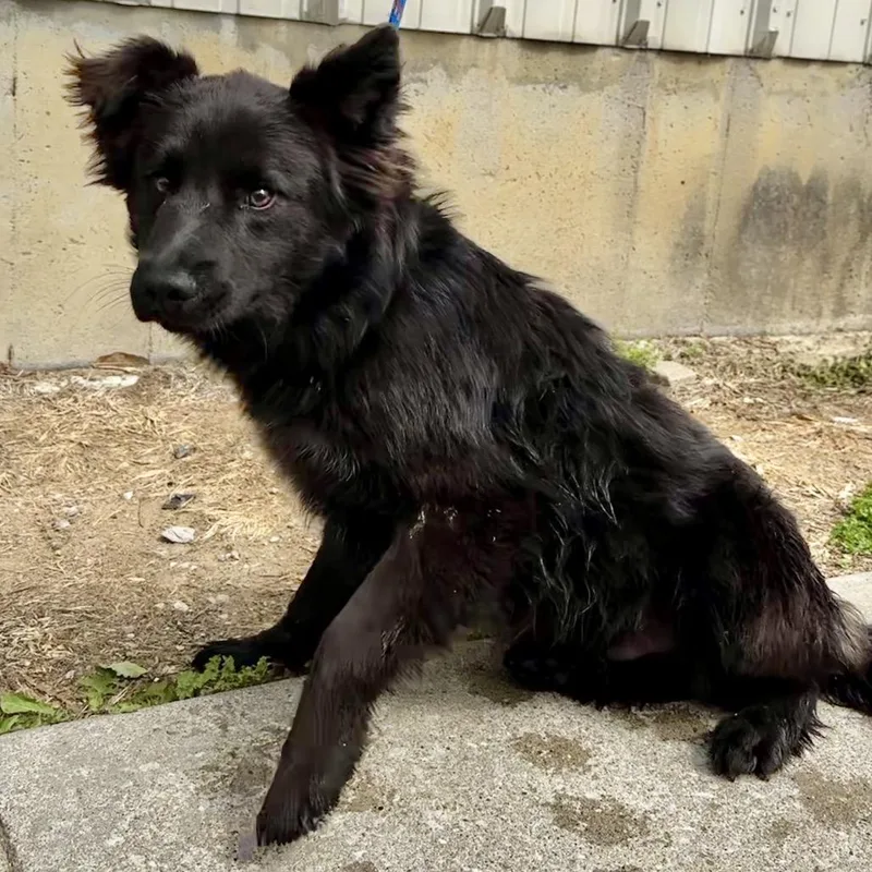 A young medium-sized male Black Australian Shepherd dog named Jovi for adoption in Warrensburg, MO