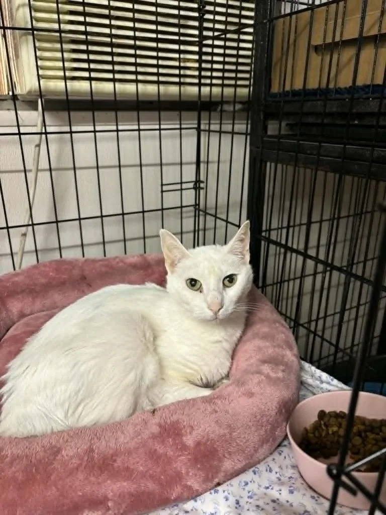 A senior medium-sized female Domestic Short Hair cat named Mimi for adoption in Sorrento, LA