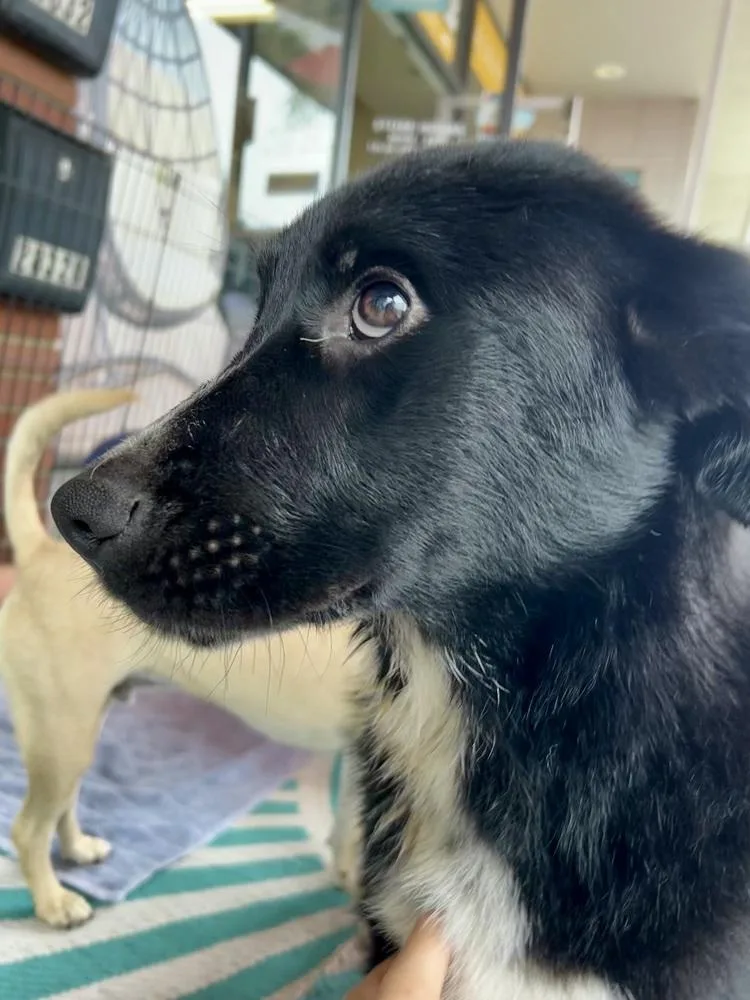 A baby medium-sized male Tricolor (Brown, Black, & White) Labrador Retriever dog named Anza Twilight for adoption in Bonita, CA