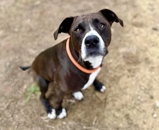 An adult medium-sized female Pit Bull Terrier dog named Junie for adoption in Saint Louis, MO