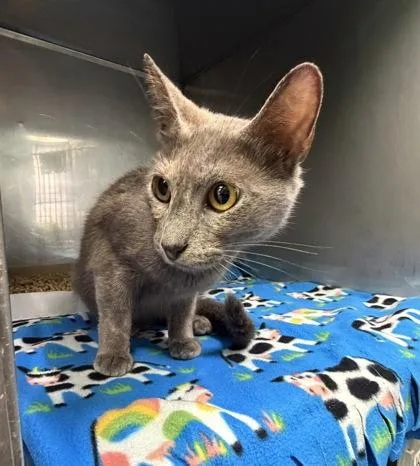 A baby medium-sized female Domestic Short Hair cat named Ellie for adoption in Bedford, IN