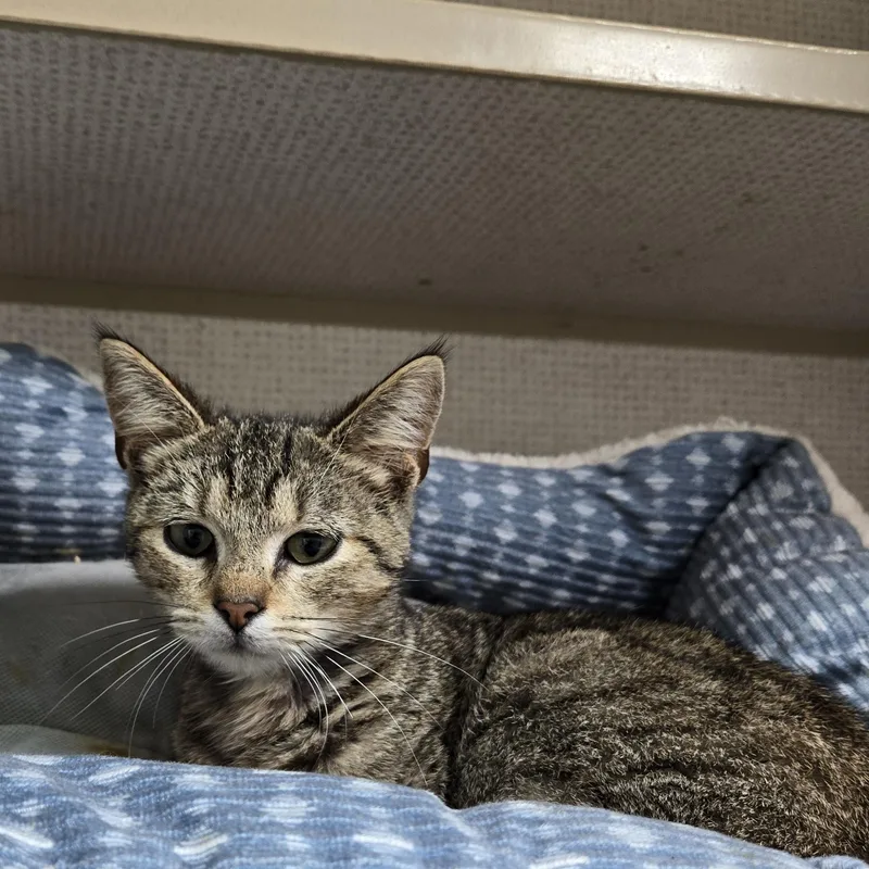 A baby medium-sized female Tabby (Brown / Chocolate) Domestic Short Hair cat named Jovy for adoption in Graham, TX