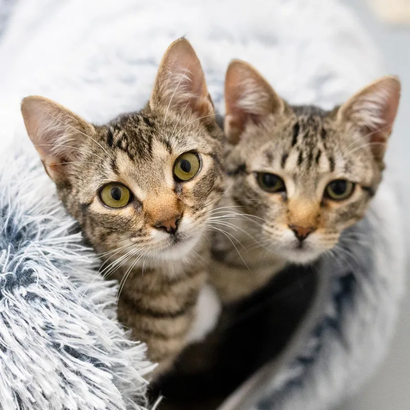 A young small-sized female Brown / Chocolate Domestic Short Hair cat named Montague for adoption in Hopkinton, MA