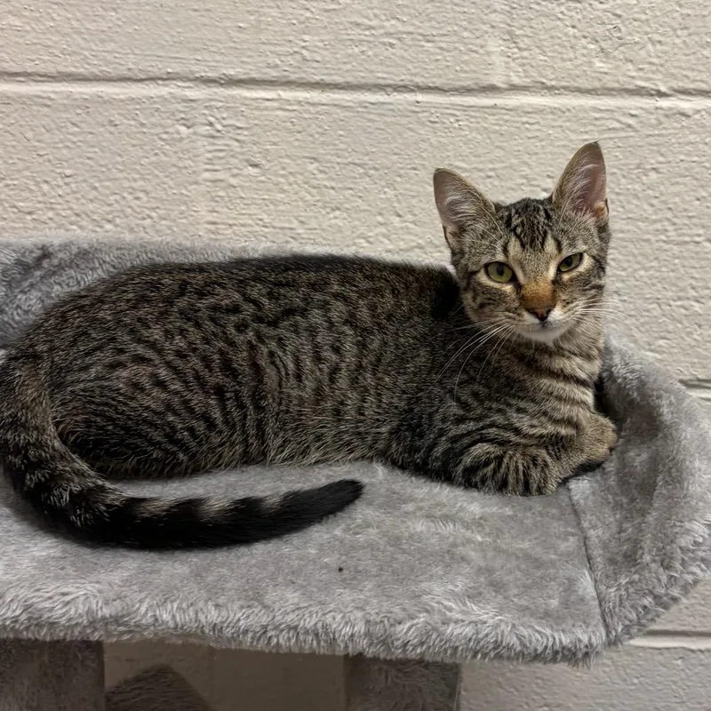 Montague thumbnail 2