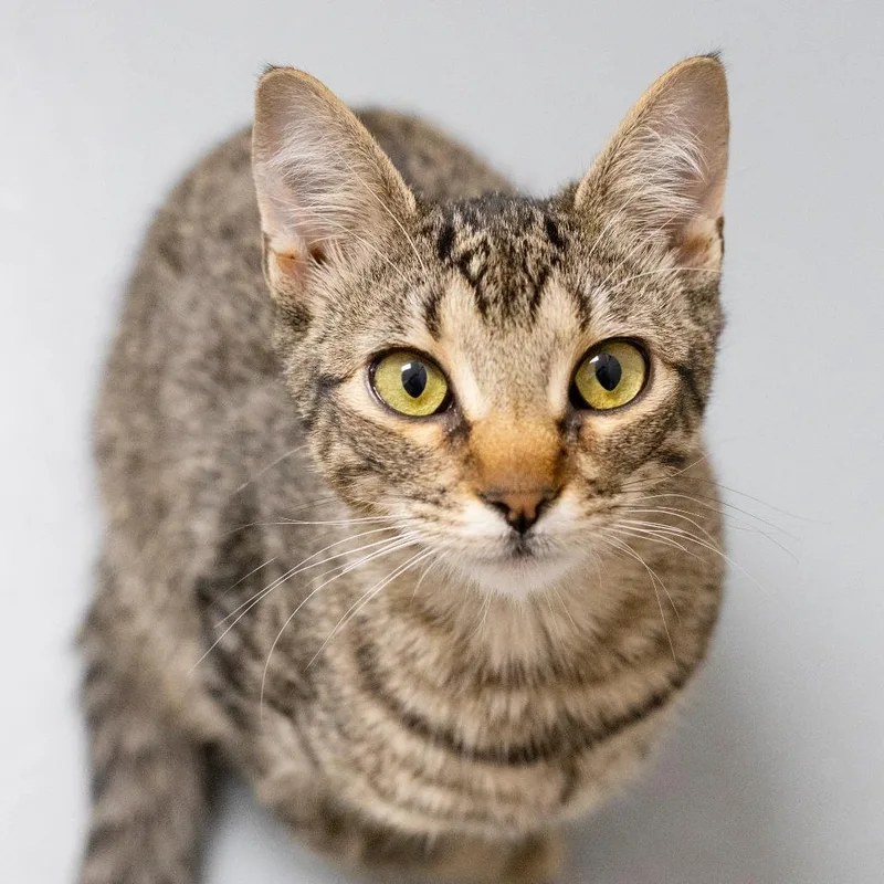 Montague thumbnail 3