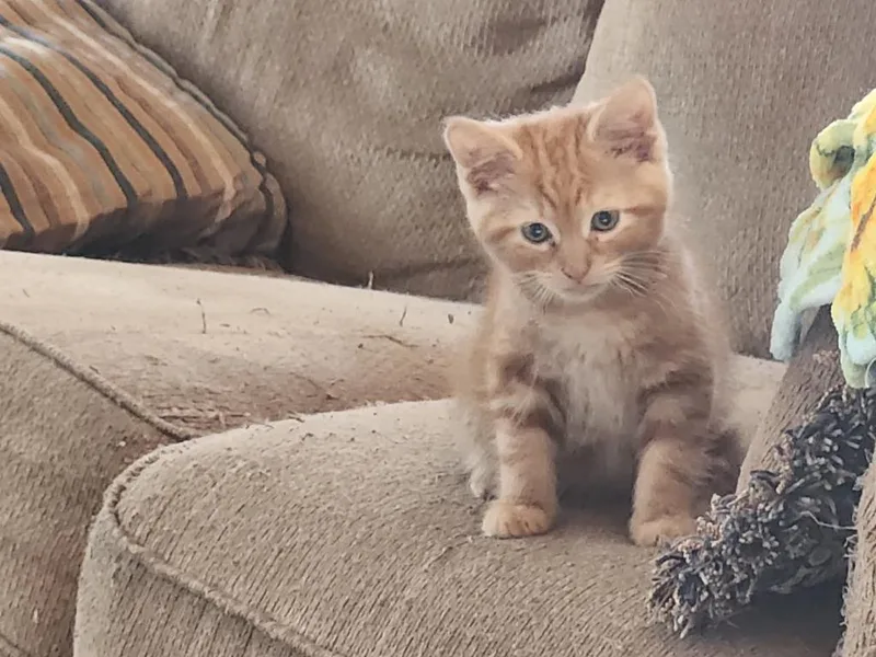A baby medium-sized male Domestic Long Hair cat named Bolvar for adoption in Parkville, MD