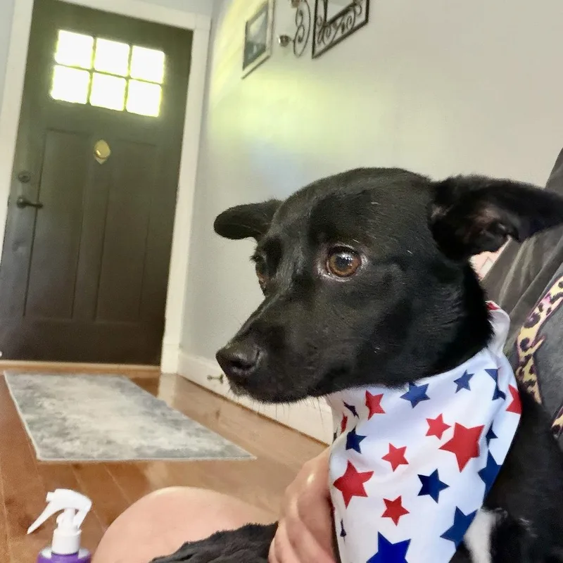 A young small-sized female Chihuahua dog named Abby for adoption in Alexandria, KY