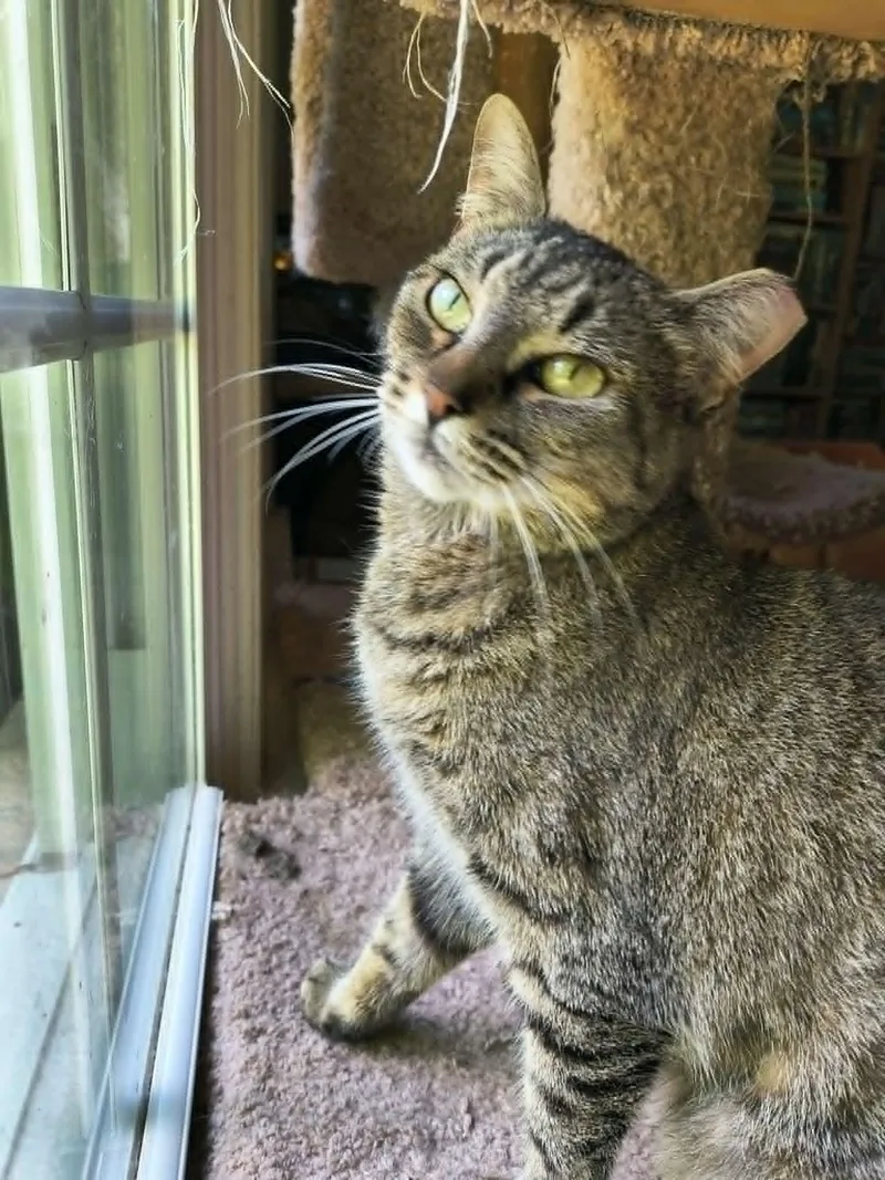 A young medium-sized female Domestic Short Hair cat named Complex for adoption in Camden, SC
